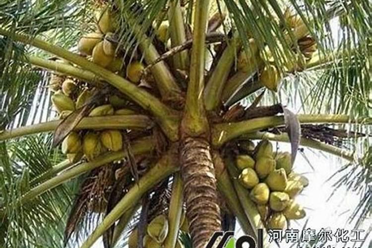种椰子施什么肥