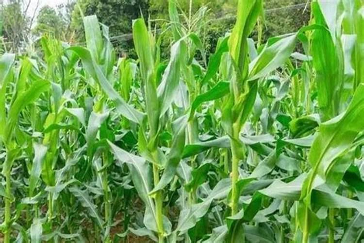蔬菜种植缺硼有什么症状？如何正确补硼？
