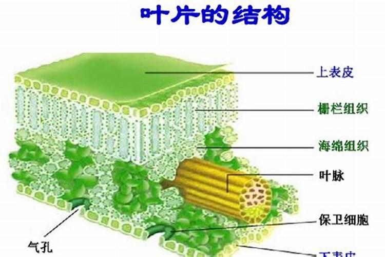 豆角不接是什么原因