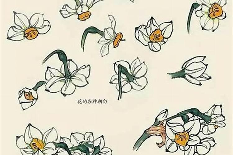 水培花卉的种类都有哪些？