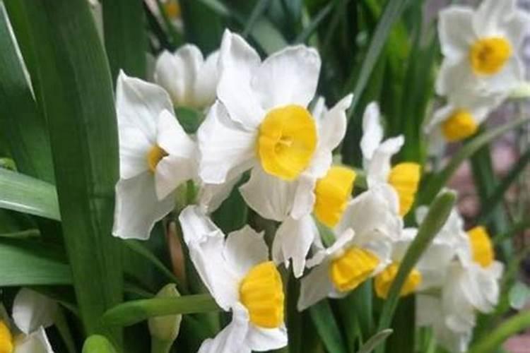 水仙花的养殖方法