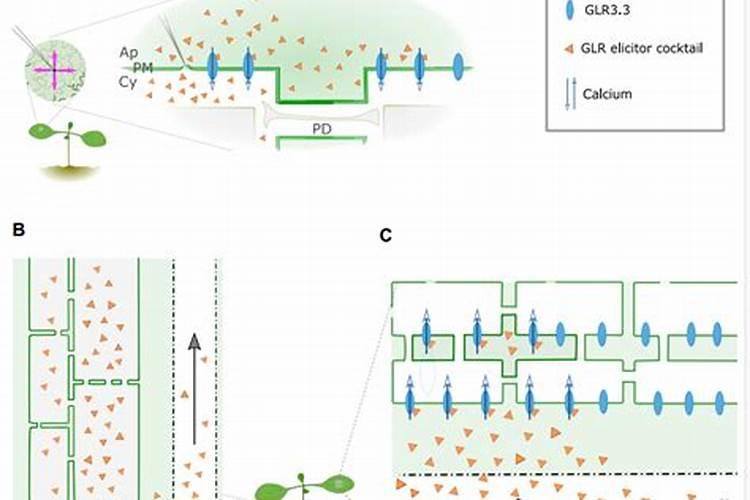 蚂蚁庄园哪种肥料容易使钙离子流失？