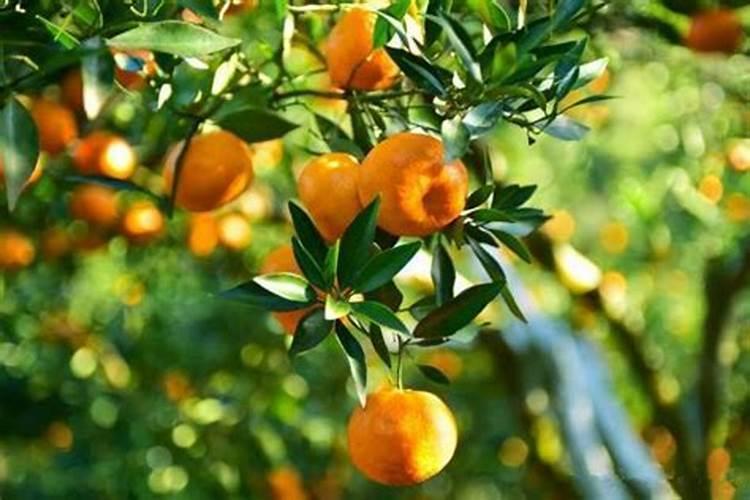 蔬菜叶面肥可以给苍术施肥吗？