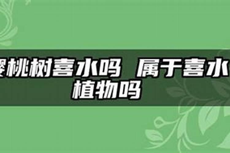 樱桃树不结果的原因有哪些