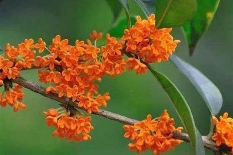 桂花入冬前如何施肥