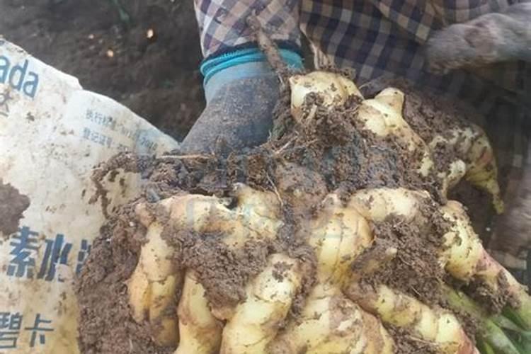 落叶果树冬季可以喷施流体硼与芸苔素吗？