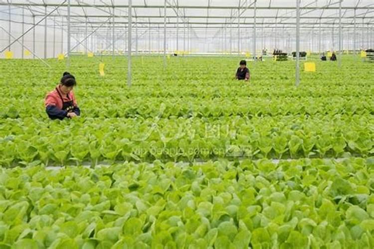 美沣肥料属于什么档次