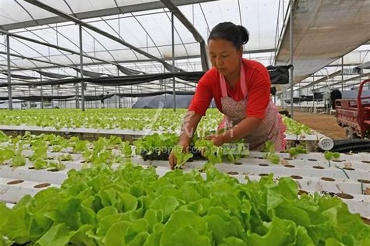 复合肥100斤价格表