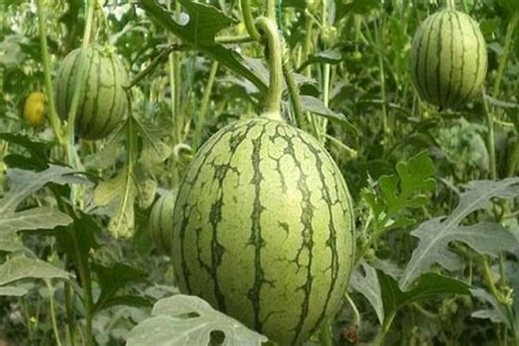 西瓜膨果期如何管理