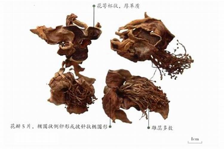 木棉花怎么做肥料