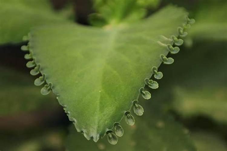 栀子花用什么肥料最好