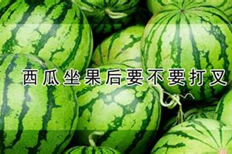 西瓜坐果一个月了能不能用高钙性叶面肥？