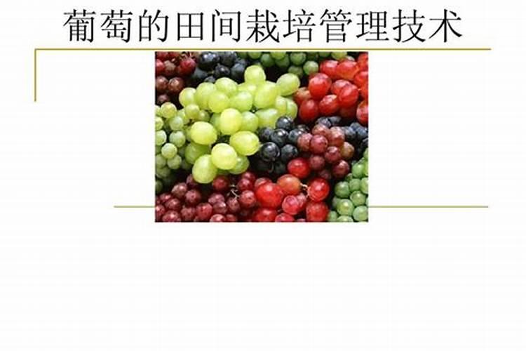 樱桃树全年用药表
