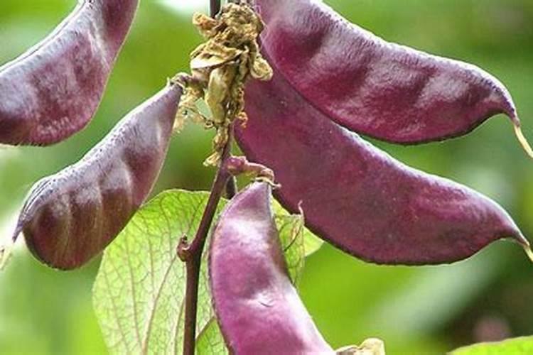 眉豆几月份种植最好(眉豆的种植方法与时间)