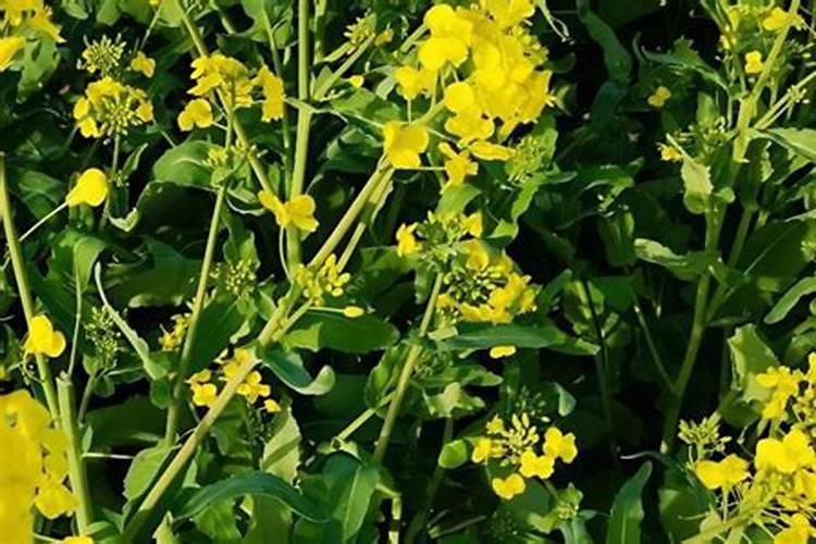 芒果苗用什么肥料长得快？