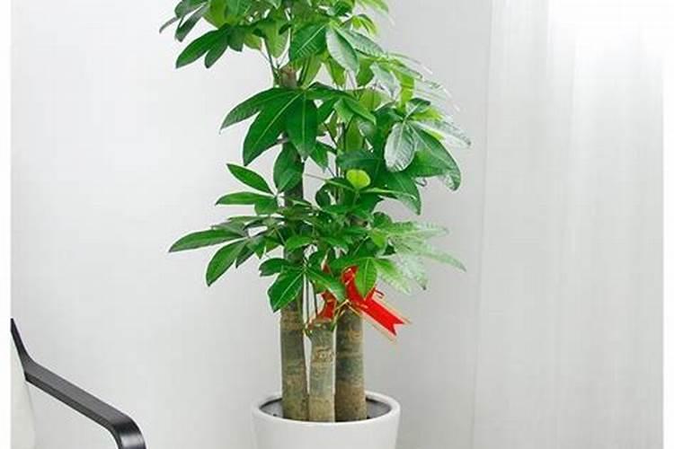 小发财树因浇水太多而叶子发黄怎么办？