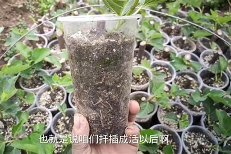 树苗移栽多久可以施肥 “移栽后几天可以给树苗施肥？”