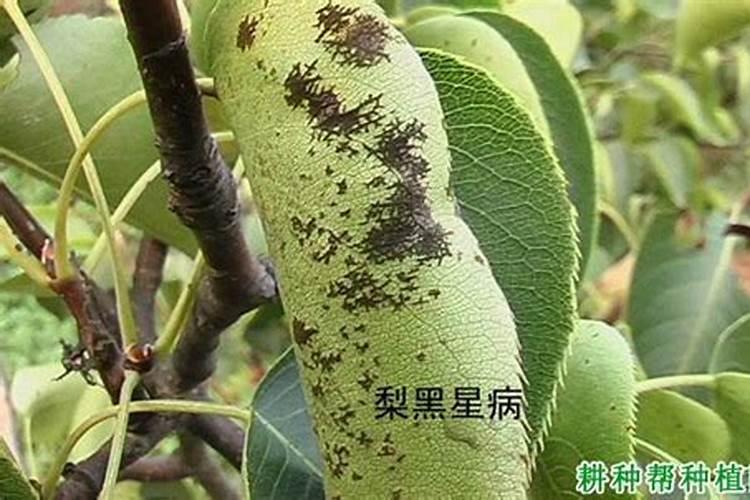 想要梨树增产,梨子膨大,怎么办？需要用什么梨子膨大素好？