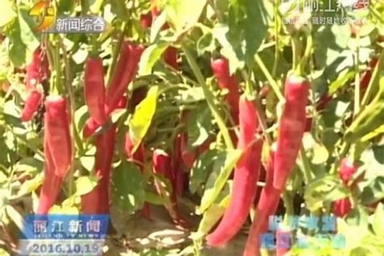 辣椒对什么元素敏感？？？一亩地复合肥用量？？？