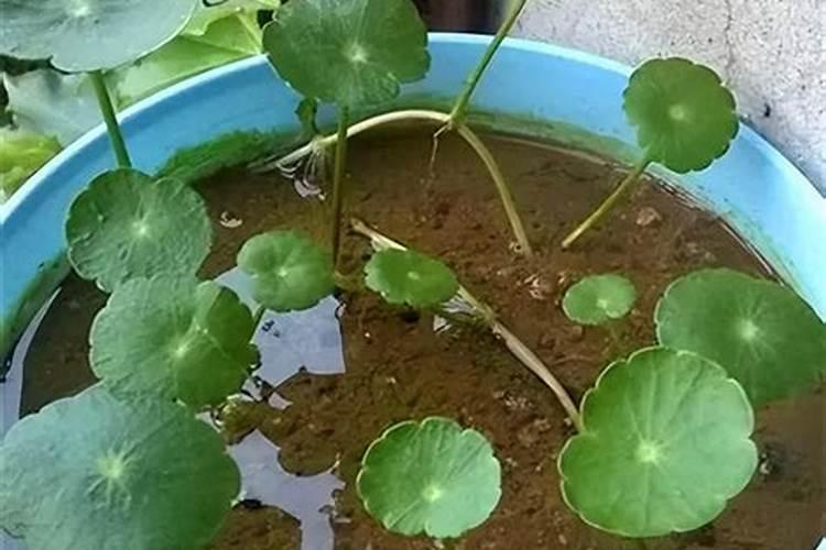 让花长得壮的3种“重口味”肥料,洒1勺,植物叶子肥大绿油油!