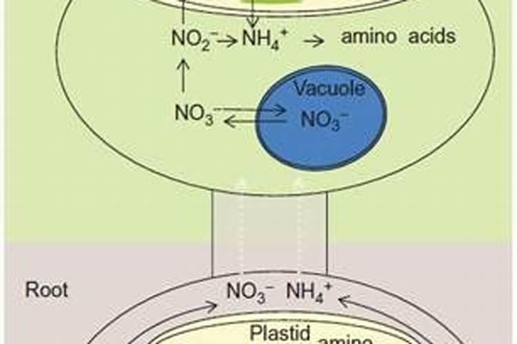常见的氮肥有哪些