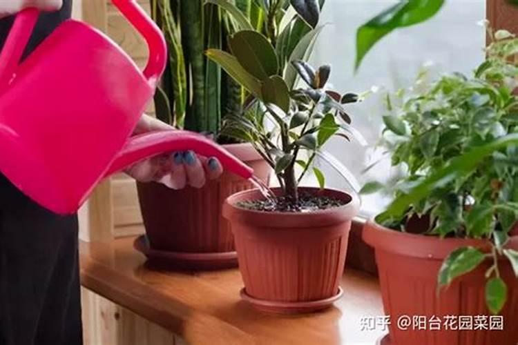 柳树秋天能施磷酸二氢钾叶面肥吗？
