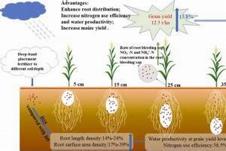 玉米施肥离玉米苗多远多深合适