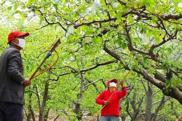 果树全年的施肥时间大全(果树一年四季的施肥方法)