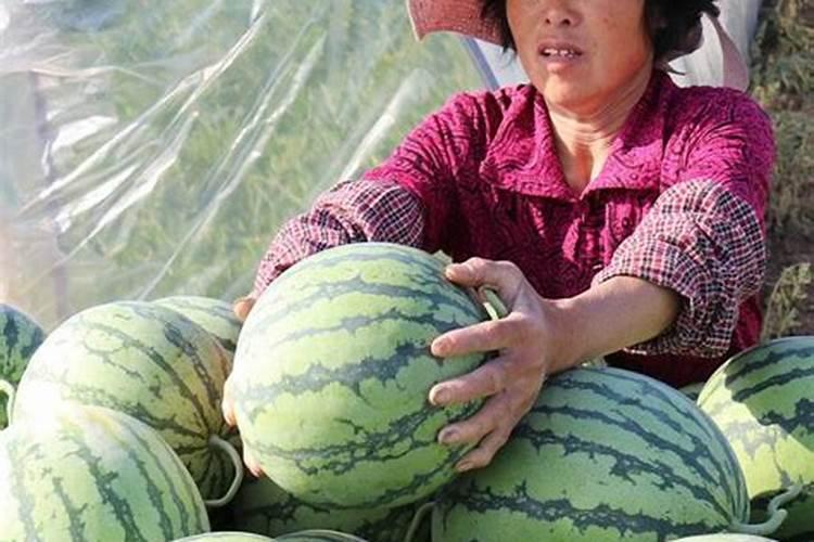 西瓜多大可以浇膨大水