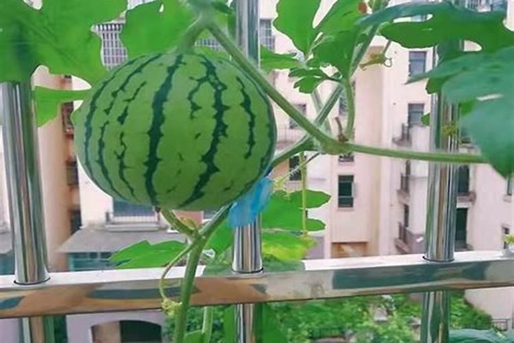 西瓜上什么肥料又大又甜