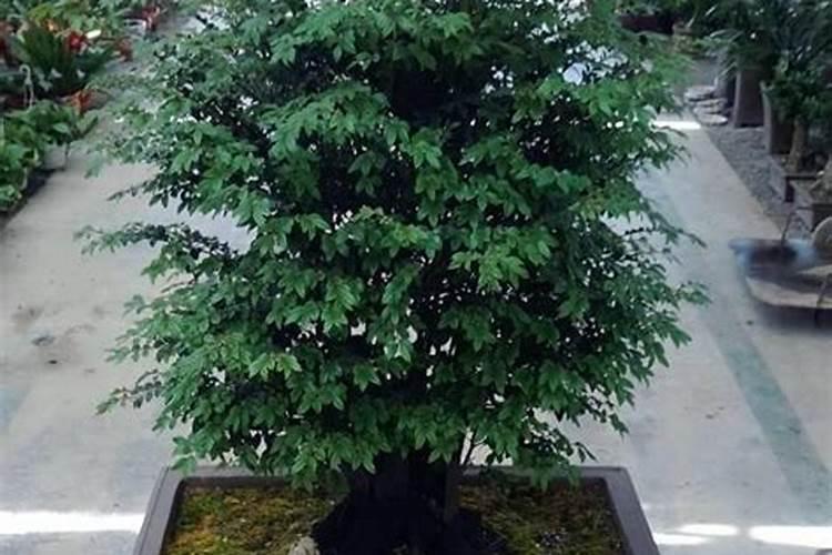 花生开花期黄叶子落叶子是什么原因？