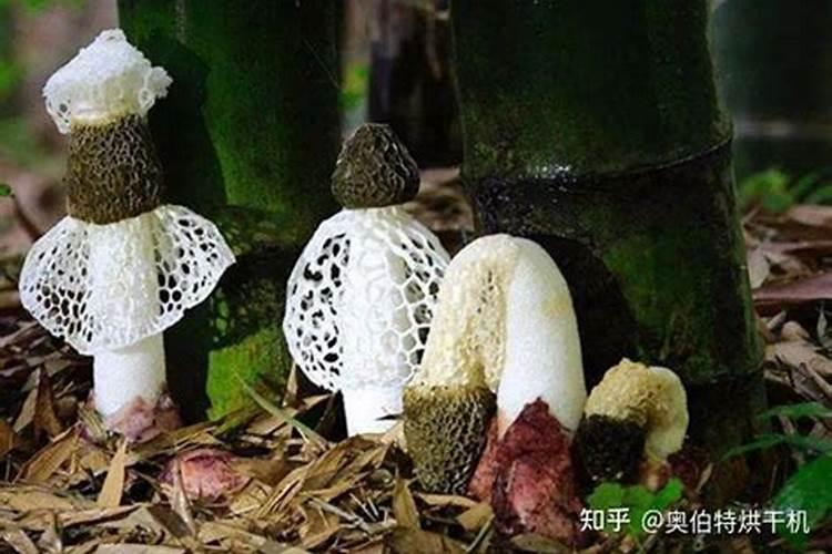 月季夏季施肥方法是什么