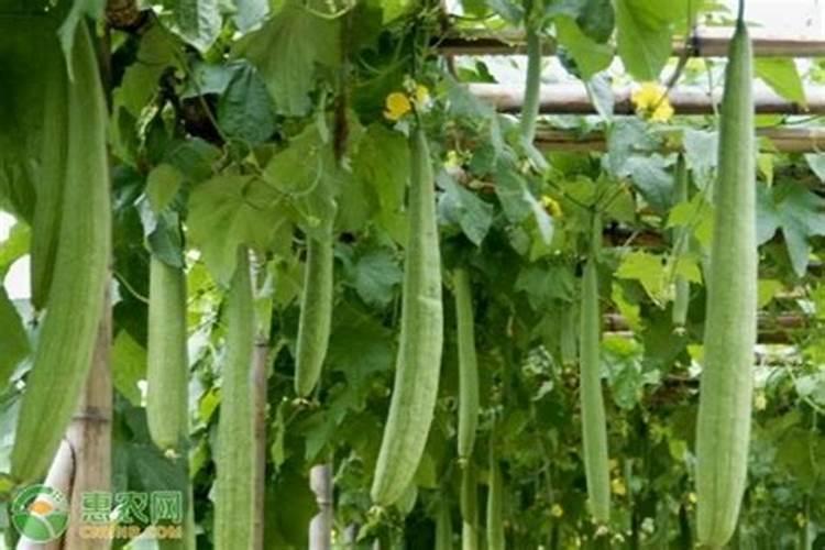 绿化胆碱在南瓜丝瓜茄子等可以喷施吗