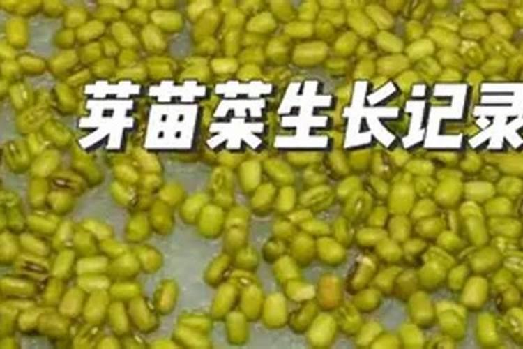 绿豆的生长过程六个阶段分别是？