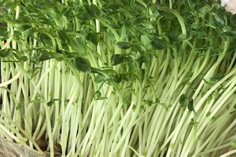 绿豆种植小技巧 绿豆如何种植