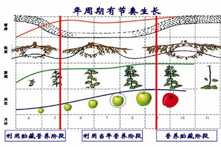 苹果树用什么肥料好