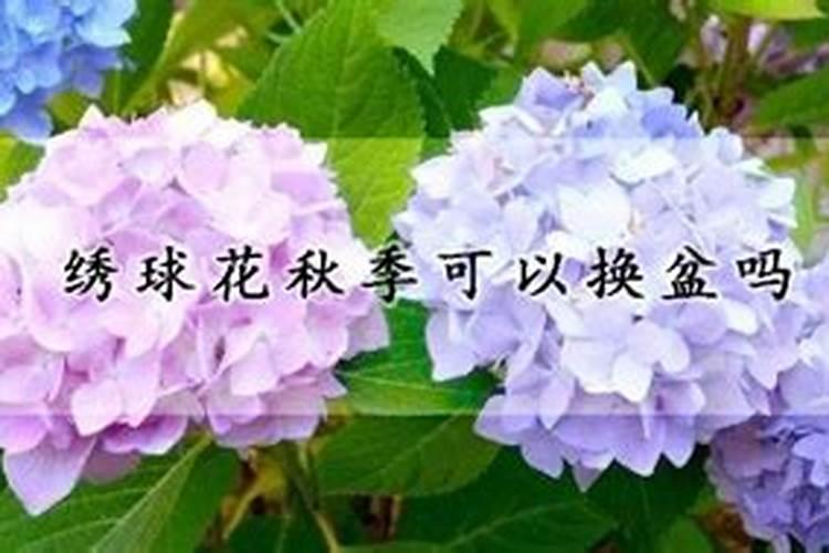 这些花超耐阴,屋里光照不好,也能开花不断