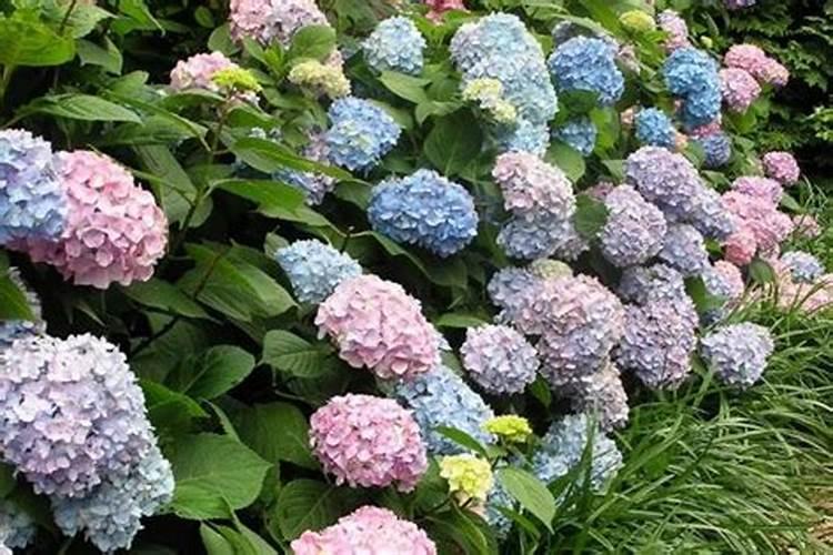 盆栽菊花什么时候施肥？