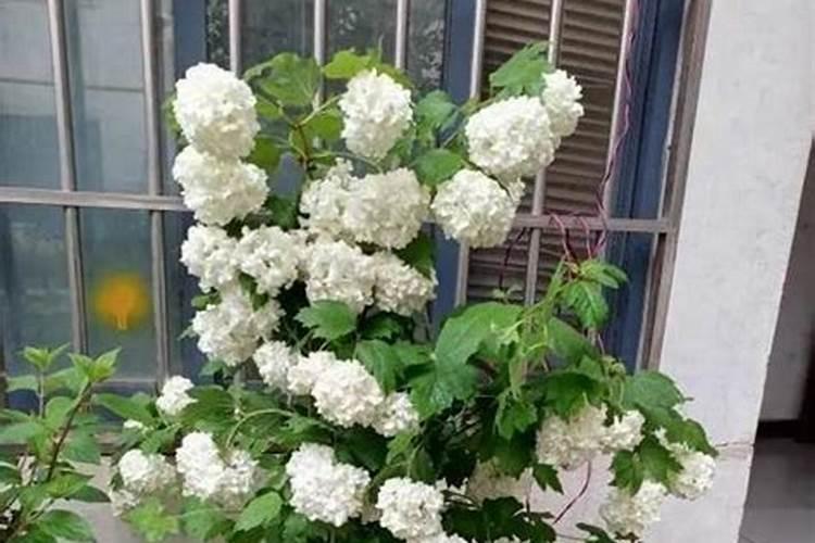 无尽夏绣球花的养殖方法和注意事项
