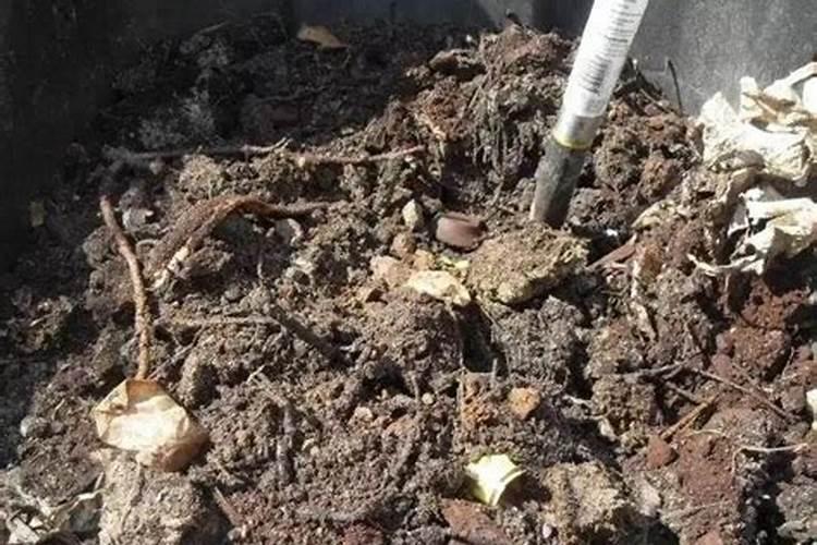 照顾植物的秘诀是什么？