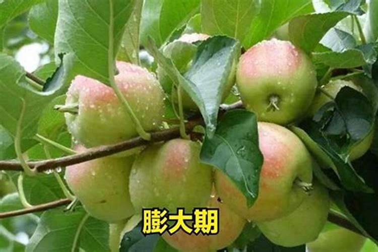 梨树花期能不能打朋