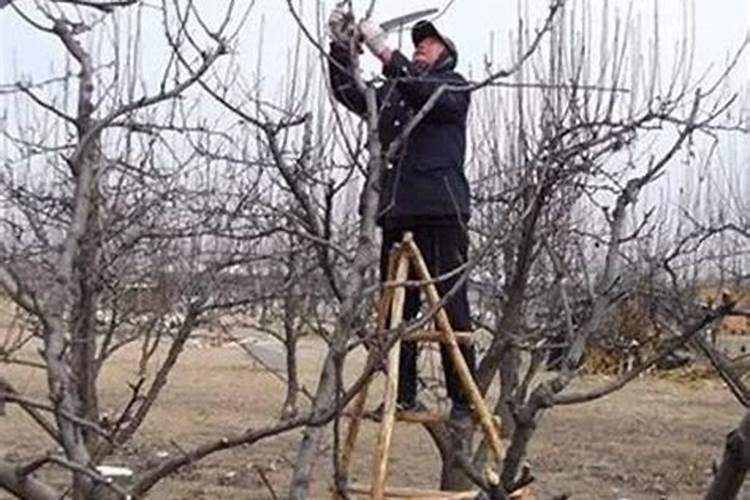 梨树花前花后喷什么农药