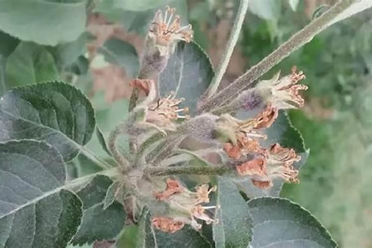 番茄种植多久发芽 番茄种子多久能发芽？
