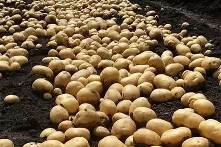 豆角用什么肥料效果好(种植豆角结果期需要什么叶面肥)