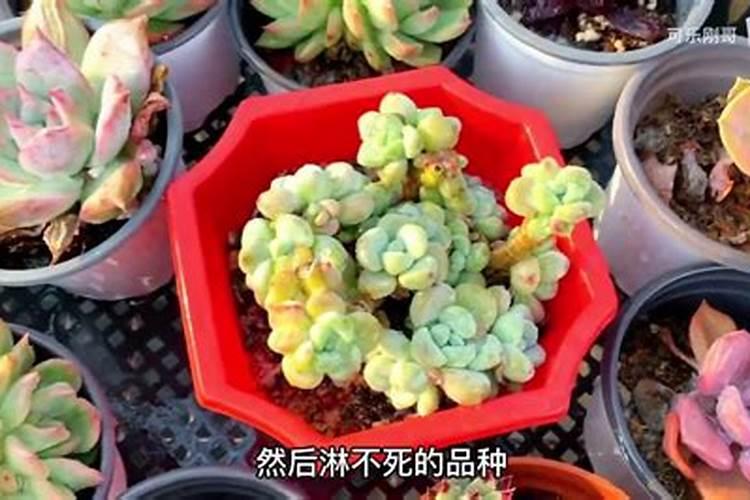 多肉施肥方法,用什么肥好