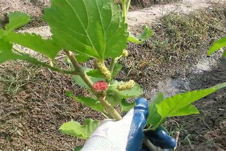 养花什么时候施氮肥(给花施氮肥比例是多少)