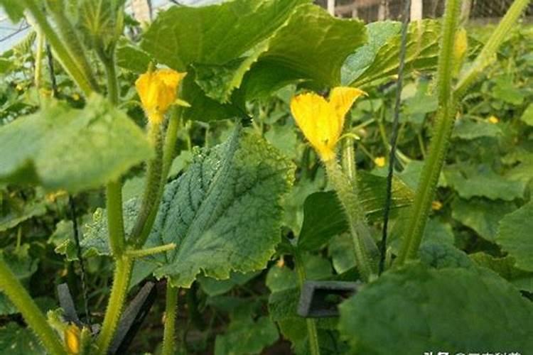 黄豆发酵做肥料步骤 黄豆发酵做肥料步骤是