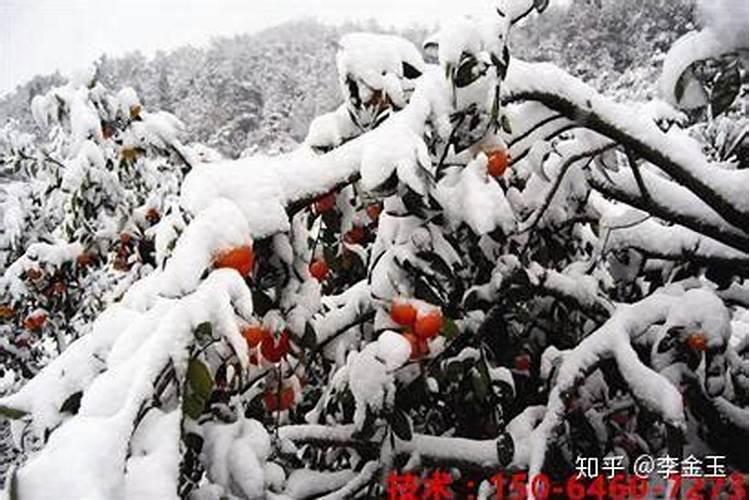 冬季如何预防桃树冻害？