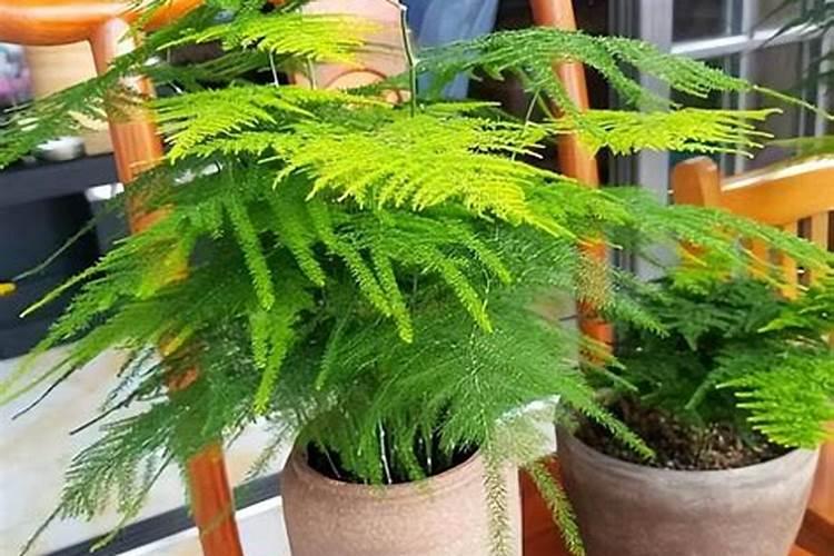 苔藓如何养殖？