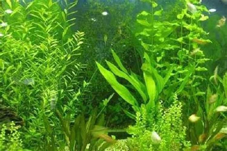 养水草加什么肥料